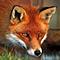 Fox's Avatar