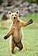 Mr Bear's Avatar