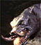 ZynteX's Avatar
